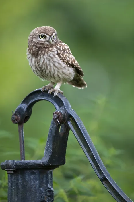 Framed Print : Little owl (Athene noctua), Vechta
