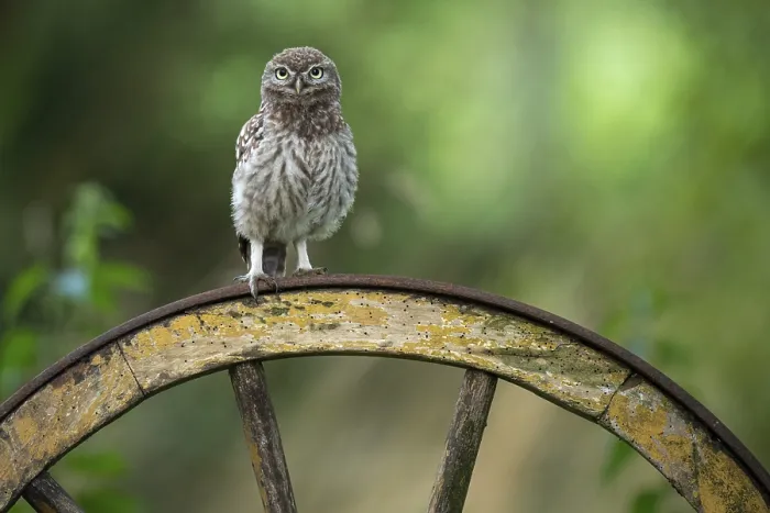 Framed Print : Little owl (Athene noctua), Vechta