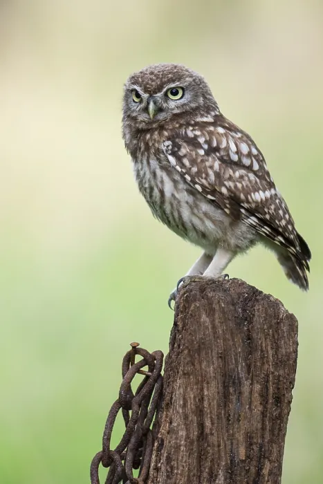 Framed Print : Little owl (Athene noctua), Vechta