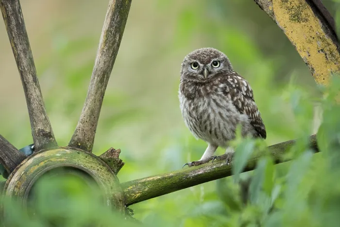 Framed Print : Little owl (Athene noctua), Vechta Framed Print : Little owl (Athene noctua), Vechta
