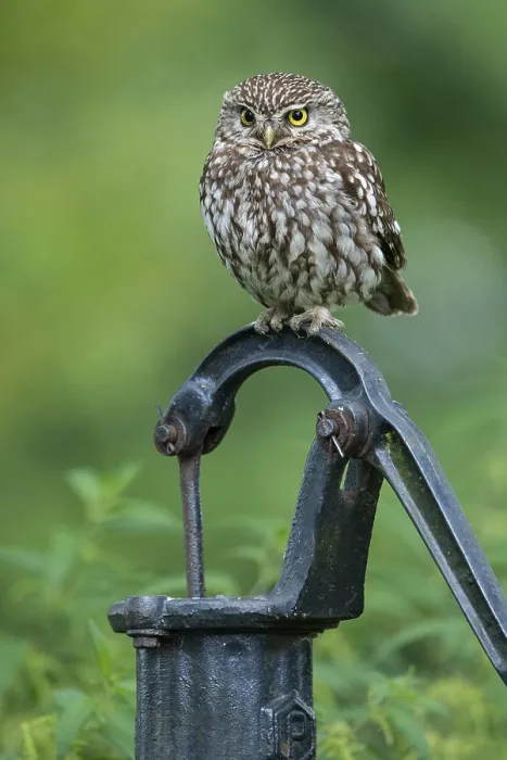 Framed Print : Little owl (Athene noctua), Vechta