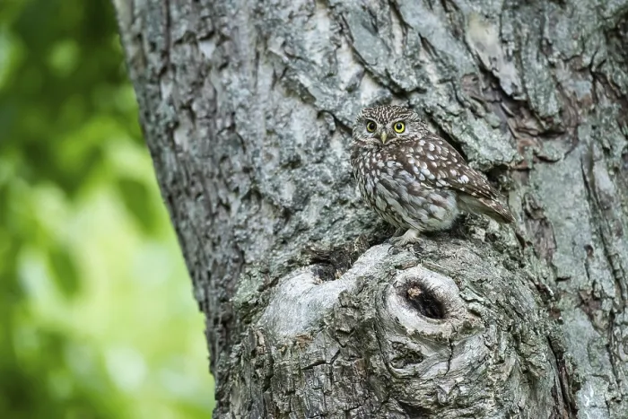 Framed Print : Little owl (Athene noctua), Vechta
