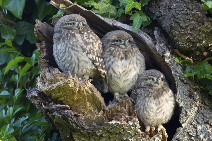 Framed Print : Little Owl (Athene noctua) three young