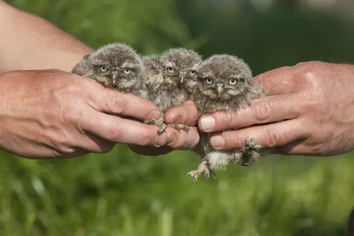 Framed Print : Little Owl, chick (Athena noctua)
