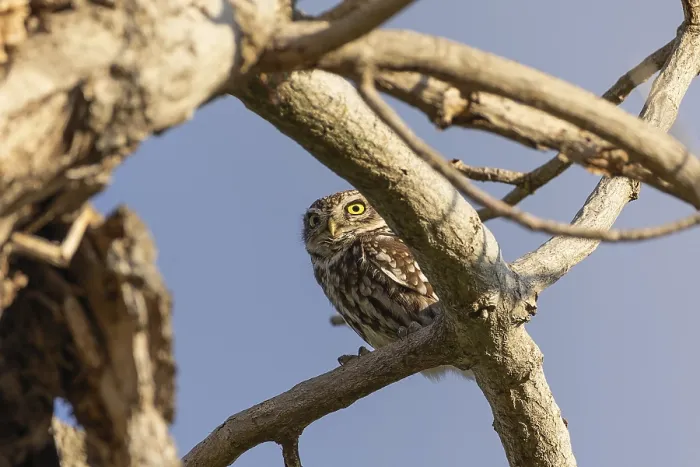 Framed Print : A little owl perches on a bare tree branch Framed Print : A little owl perches on a bare tree branch