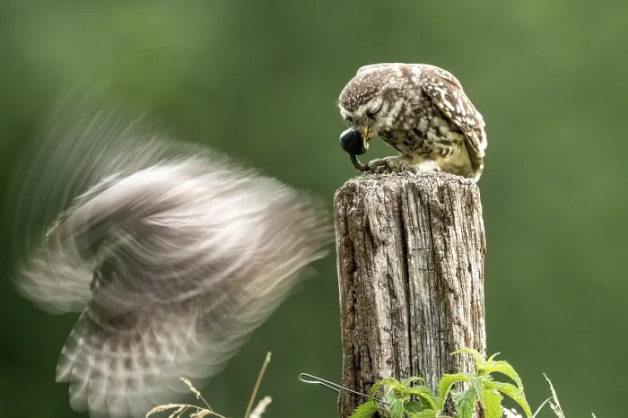 Framed Print : Two little owls (Athene noctua) one in motion