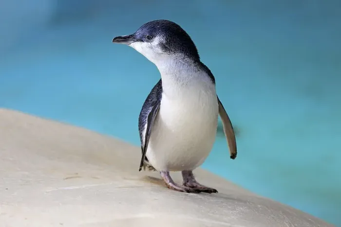 Framed Print : Little penguin (Eudyptula minor)