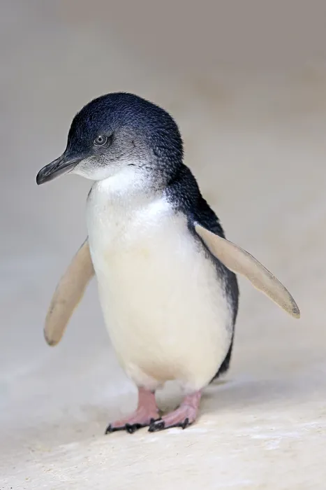 Framed Print : Little penguin (Eudyptula minor)