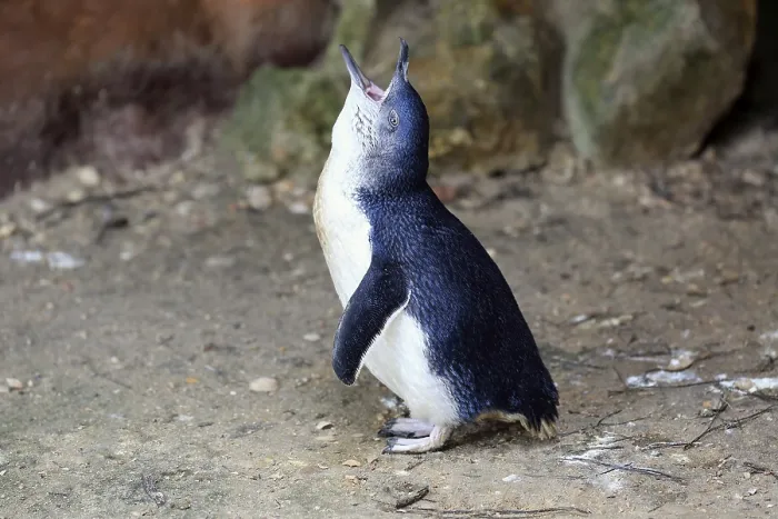 Framed Print : Little penguin (Eudyptula minor) Framed Print : Little penguin (Eudyptula minor)