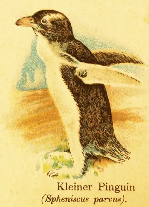 Framed Print : Little penguin (Spheniscus parvus) or (Spheniscidae) seabird