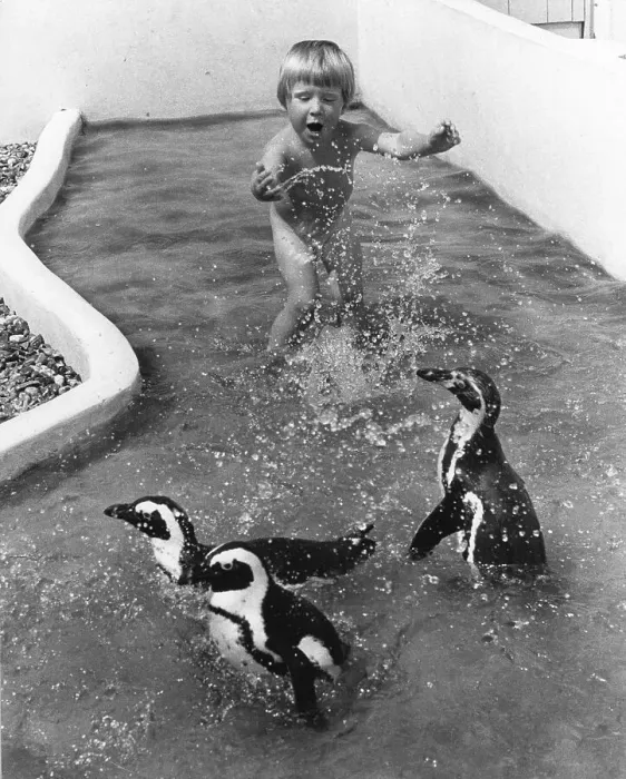 Framed Print : Three little penguins playing with child in the water