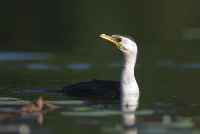Framed Print : Little Pied Cormorant (Microcarbo melanoleucos)