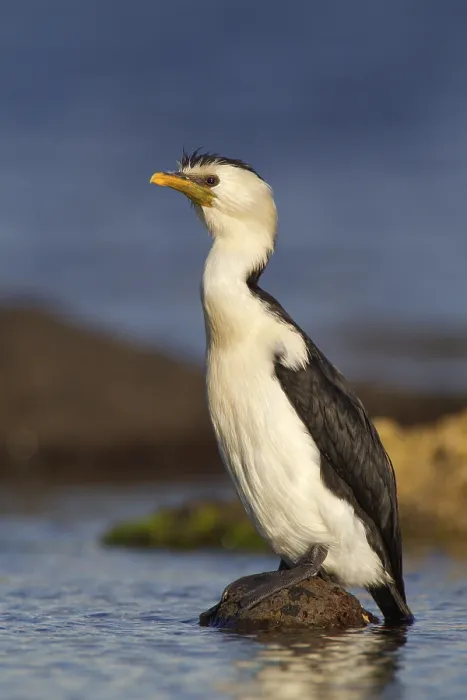 Framed Print : Little Pied Cormorant (Microcarbo melanoleucos)