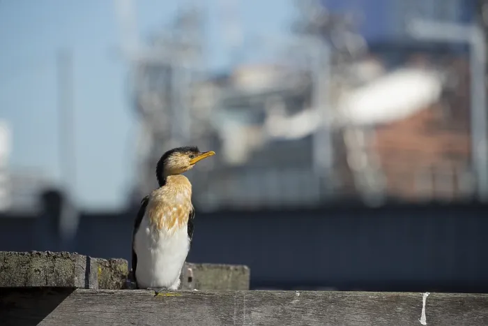 Framed Print : Little pied cormorant (Microcarbo melanoleucos) resting on wooden pier