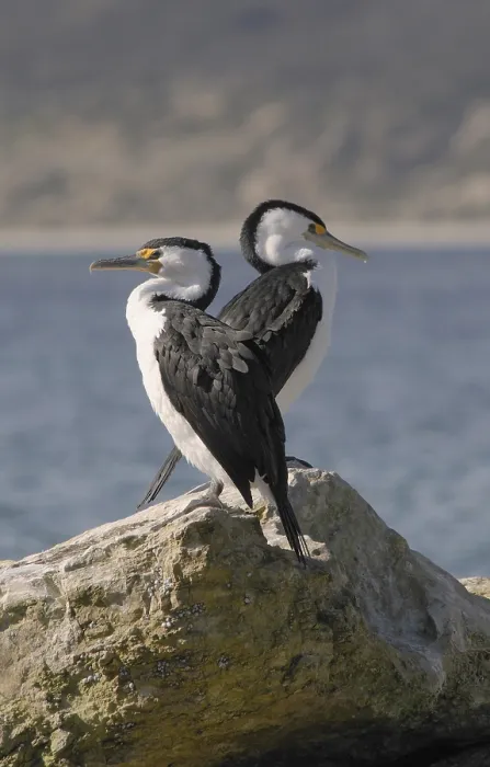 Framed Print : Little pied cormorants (Phalacrocorax melanoleucos)