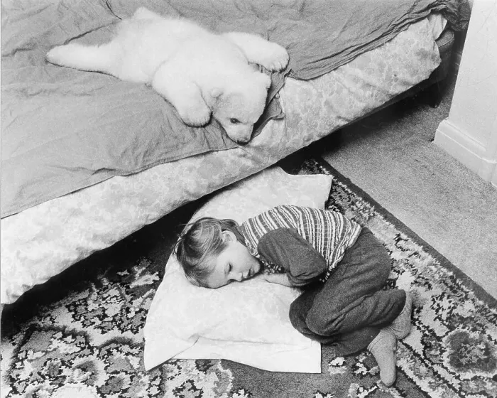 Framed Print : Little polar bear cub and a girl sleeping