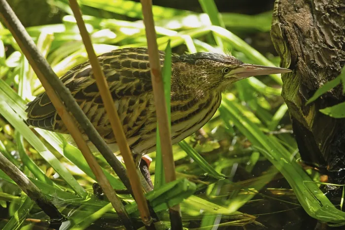 Framed Print : Little red bittern looking right on reed stalks