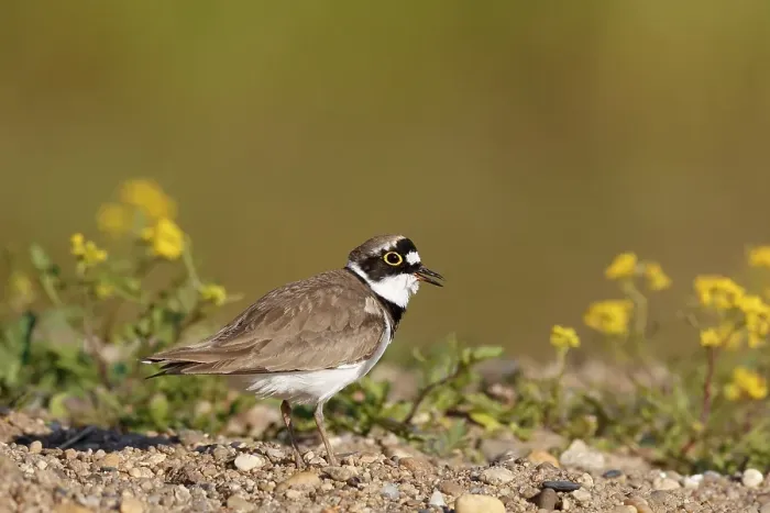Framed Print : Little ringed plover (Charadrius dubius)
