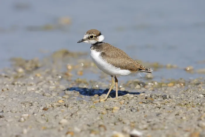 Framed Print : Little Ringed Plover (Charadrius dubius) Framed Print : Little Ringed Plover (Charadrius dubius)