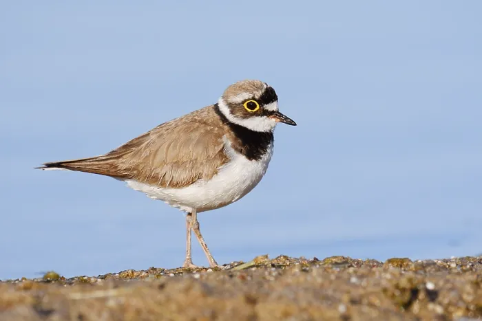 Framed Print : Little Ringed Plover (Charadrius dubius)
