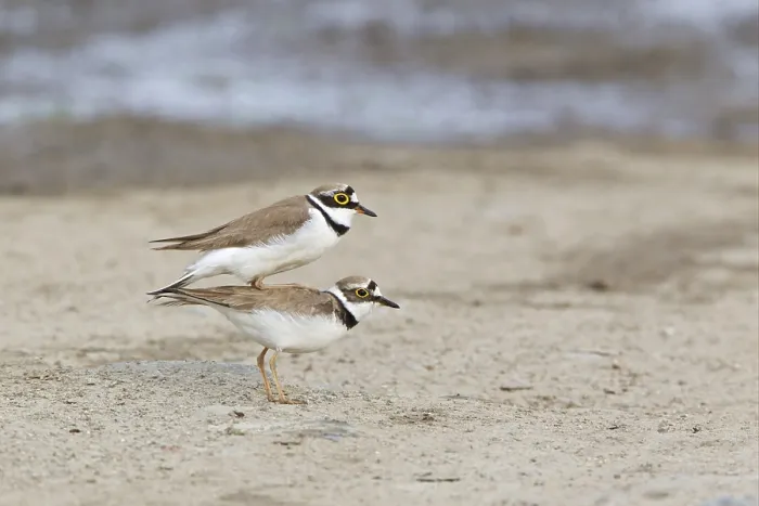Framed Print : Little Ringed Plover (Charadrius dubius) adult pair