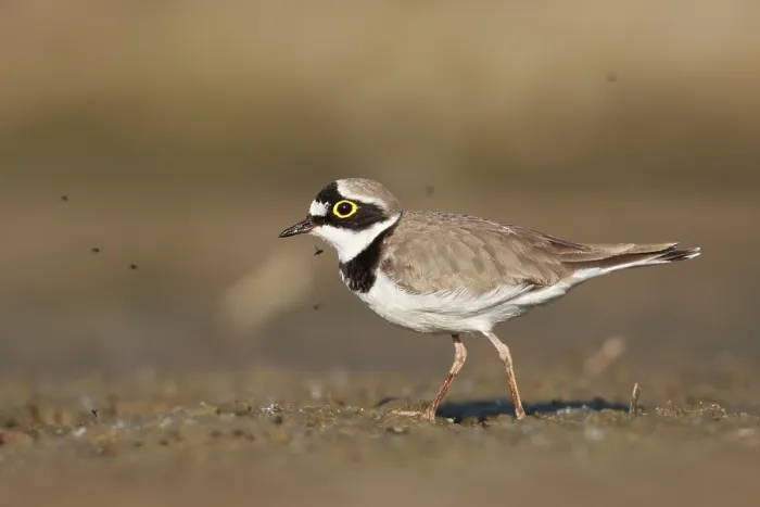Framed Print : Little Ringed Plover (Charadrius dubius) male Framed Print : Little Ringed Plover (Charadrius dubius) male