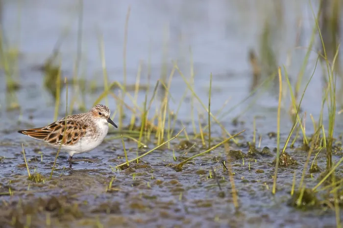 Framed Print : Little sandpiper, (Calidris minuta)