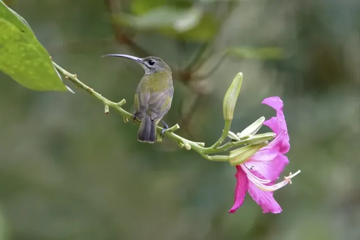 Framed Print : Little Spiderhunter (Arachnothera longirostra)