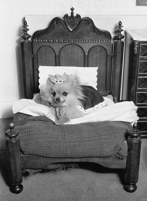 Framed Print : Little Spitz in bed, England, Great Britain