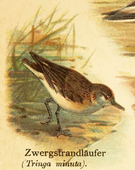 Framed Print : Little stint (Calidris minuta)