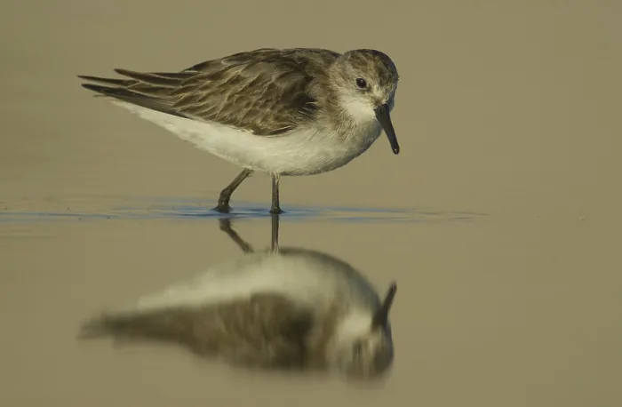 Framed Print : Little Stint (Calidris minuta) foraging Framed Print : Little Stint (Calidris minuta) foraging