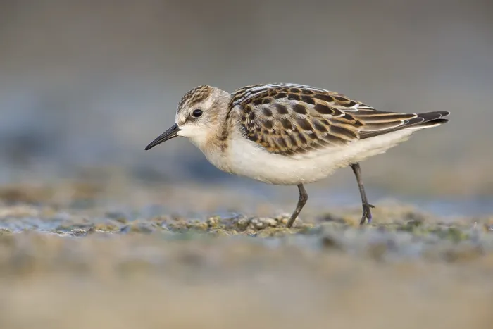Framed Print : Little Stint (Calidris minuta) foraging