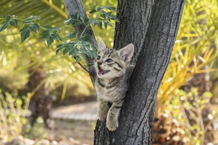 Framed Print : Little tabby kitten plays among tree branches closeup