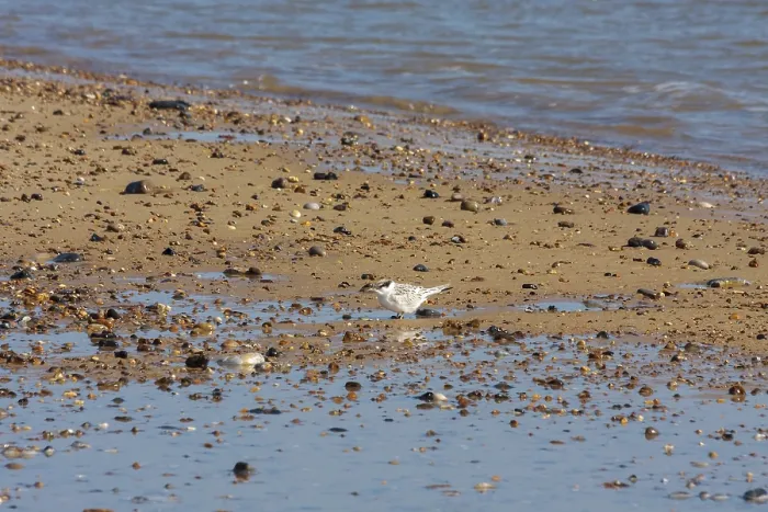 Framed Print : Little Tern juvenile (sternula albifrons) on the beach at Winterton-on-Sea Norfolk