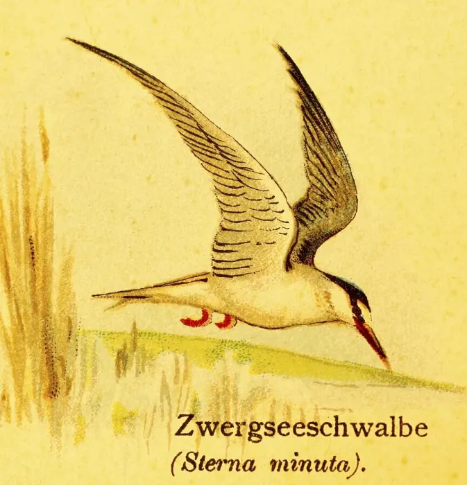 Framed Print : Little tern (Sternula albifrons) in flight Framed Print : Little tern (Sternula albifrons) in flight