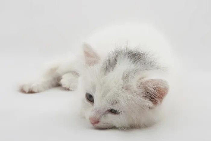 Framed Print : Little white kitten lying isolated on white background Framed Print : Little white kitten lying isolated on white background