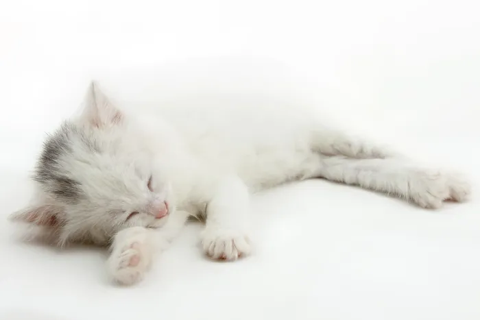 Framed Print : Little white kitten lying isolated on white background