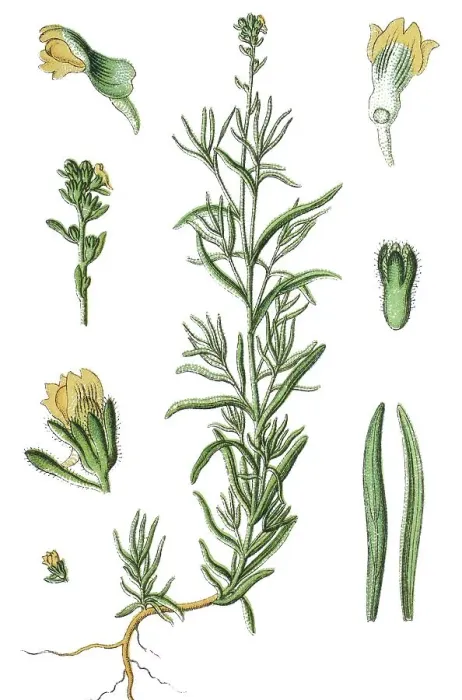 Framed Print : Little yellow toadflax (Linaria simplex) Framed Print : Little yellow toadflax (Linaria simplex)