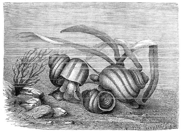 Framed Print : Live-bearing swamp snail, Paludina vivipara Framed Print : Live-bearing swamp snail, Paludina vivipara