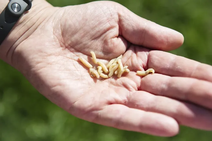 Framed Print : Live maggot larvae in a man's hand