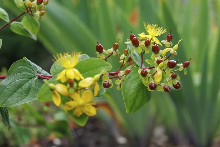 Framed Print : Lively hypericum with yellow flowers and red berries Framed Print : Lively hypericum with yellow flowers and red berries