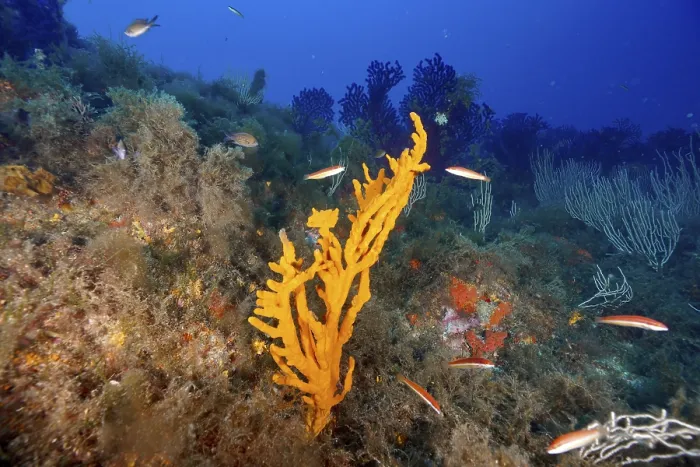 Framed Print : A lively reef with orange structures