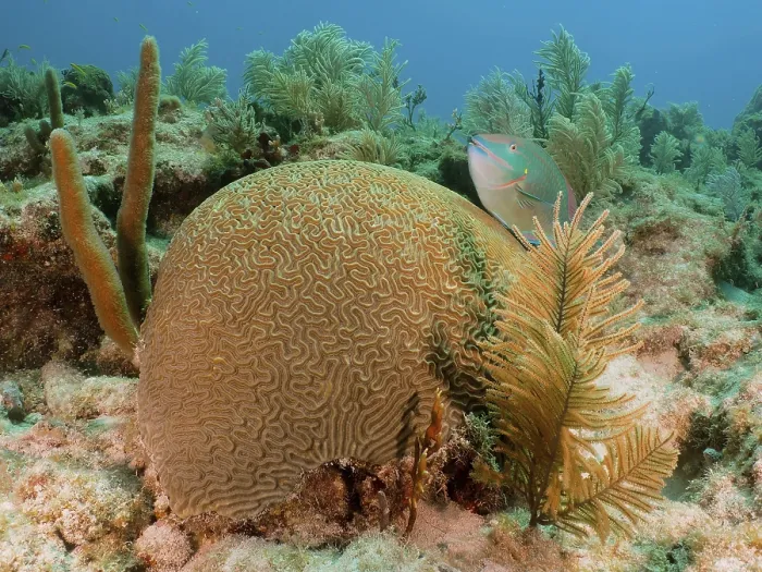 Framed Print : A lively underwater scene with a prominent brain coral (Diploria labyrinthiformis)