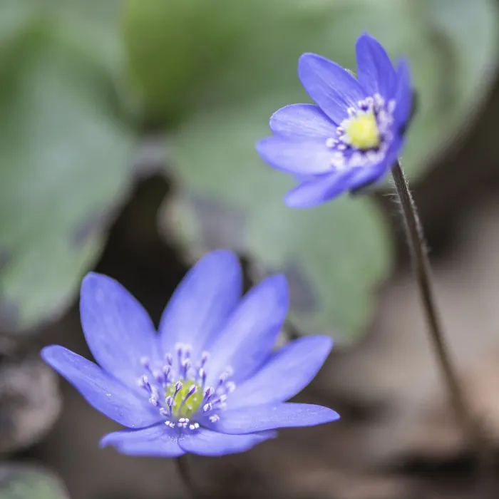 Framed Print : Liverwort (Hepatica nobilis), Emsland