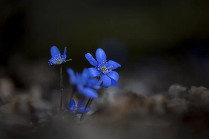 Framed Print : Liverwort (Hepatica nobilis) on forest soil