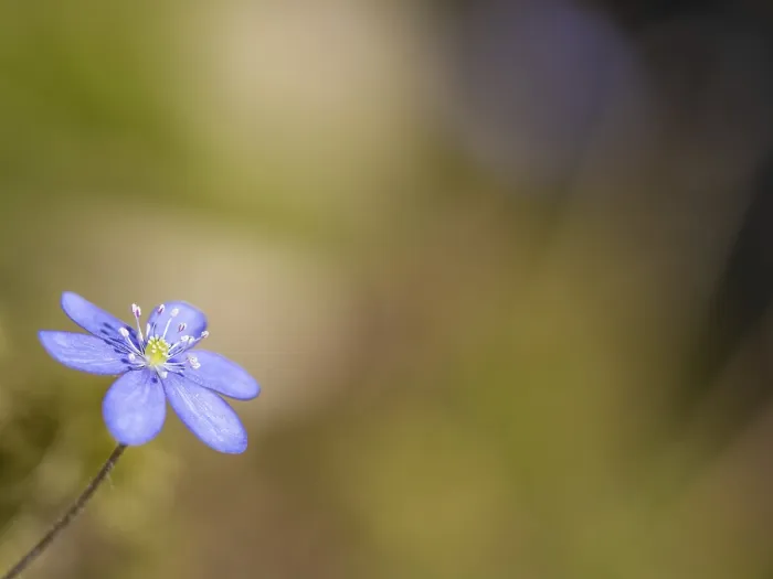 Framed Print : Liverwort (Hepatica nobilis) on forest soil