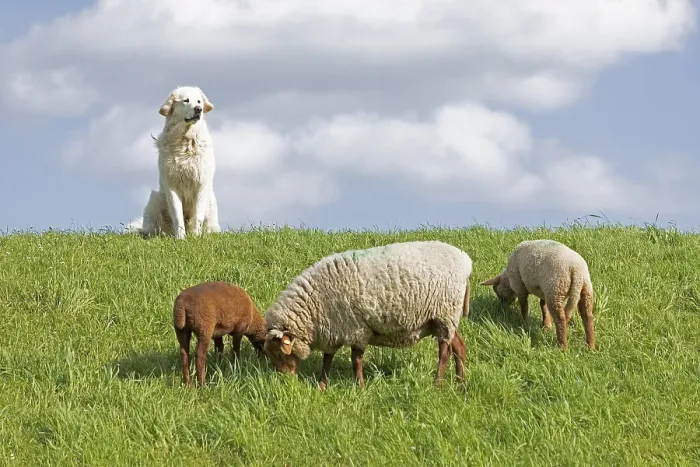 Framed Print : Livestock guarding dog guarding sheep