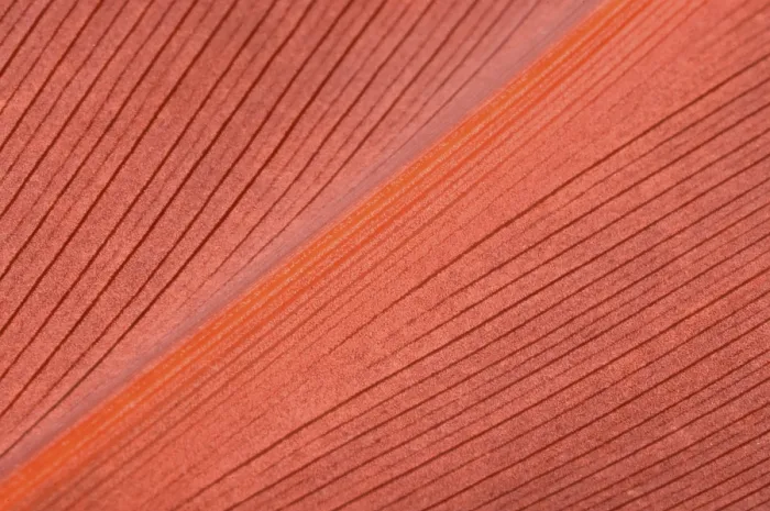 Framed Print : Living Coral color. Natural background of red leaf