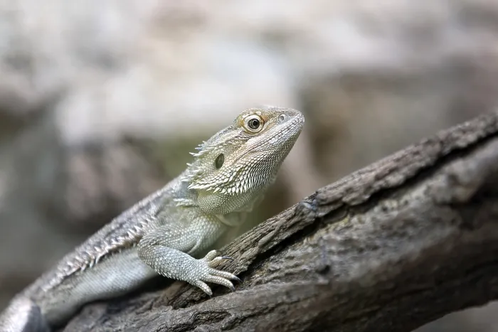 Framed Print : Lizard