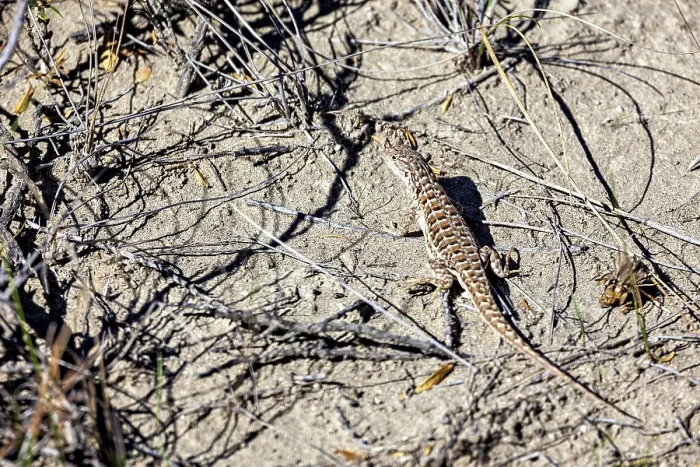Framed Print : A lizard basks on dry sand among grasses and branches